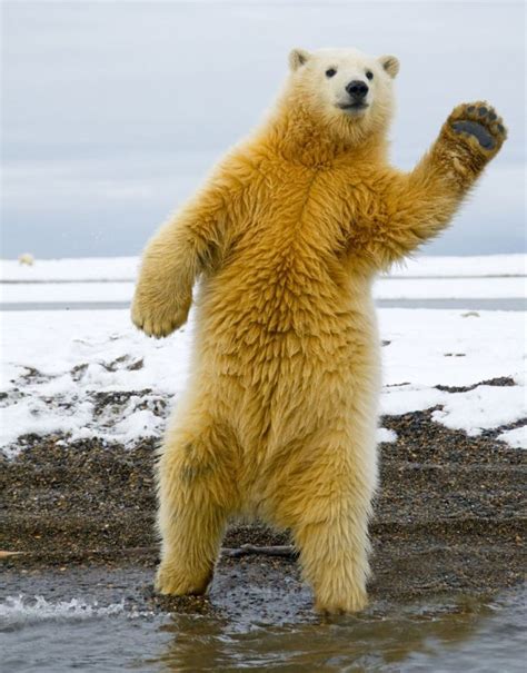 Browse 100+ dancing bear videos stock videos and clips available to use in your projects, or start a new search to explore more stock footage and b-roll video clips.